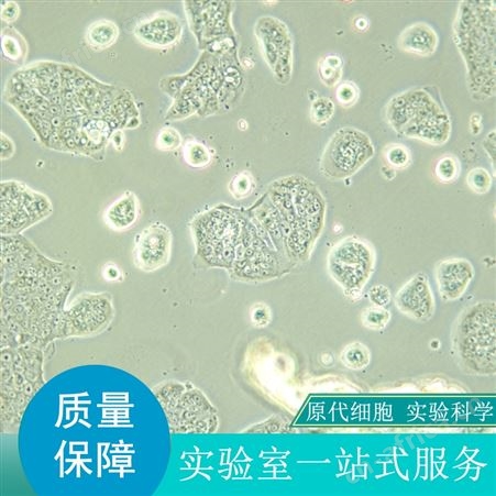 销售大鼠NK细胞哪家好