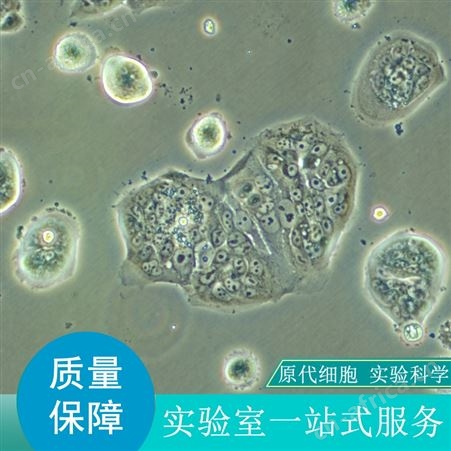 销售大鼠NK细胞哪家好