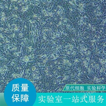 销售大鼠NK细胞哪家好