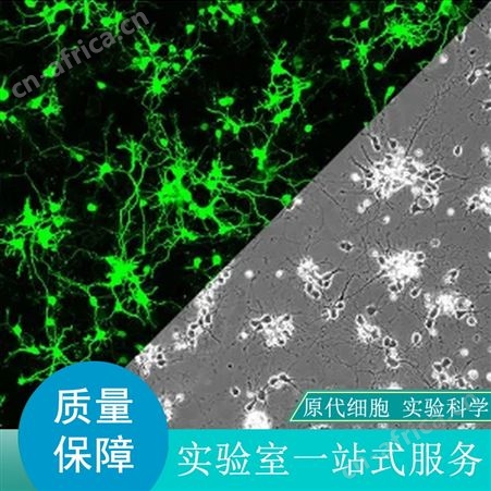 销售大鼠NK细胞哪家好