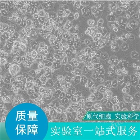 销售大鼠NK细胞哪家好